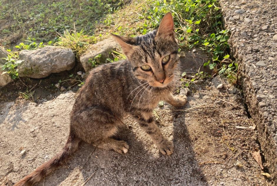 Fundmeldung Katze Männliche Arudy Frankreich