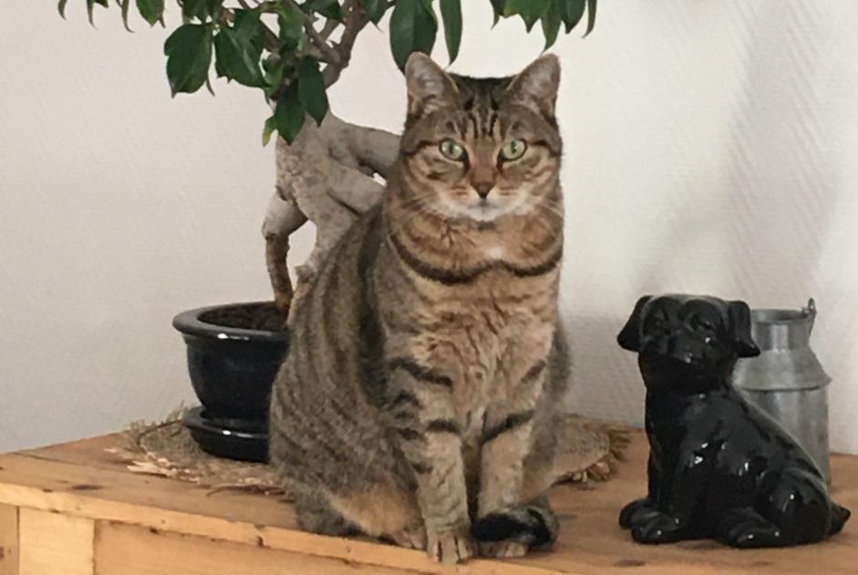 Vermisstmeldung Katze rassenmischung Weiblich , 9 jahre Férolles Frankreich