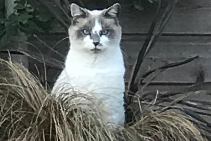 Vermisstmeldung Katze rassenmischung Männliche , 11 jahre La Ferté-Saint-Aubin Frankreich