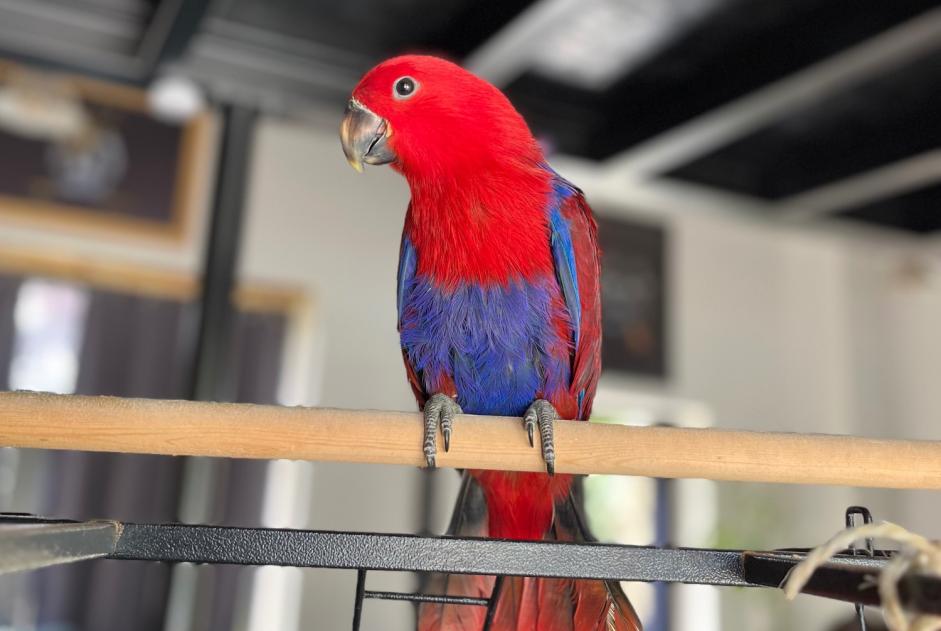 Vermisstmeldung Vogel Weiblich , 2024 jahre Saint-Palais-de-Phiolin Frankreich