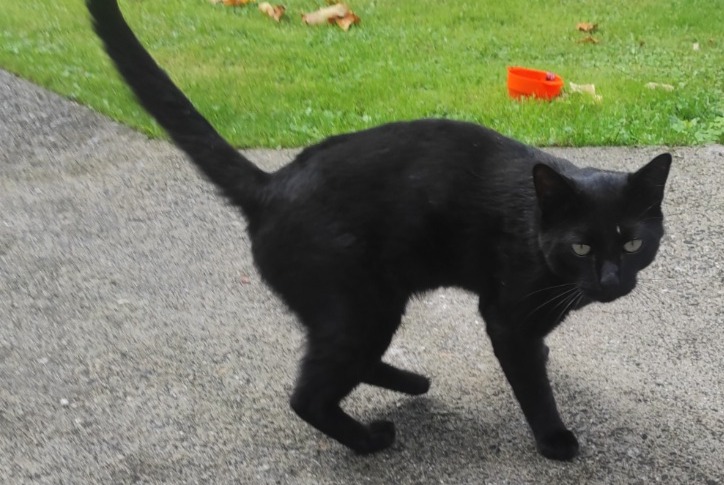 Discovery alert Cat Male Arthez-d'Asson France