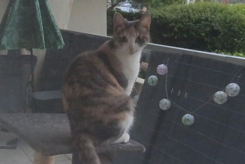 Disappearance alert Cat Female , 2 years Gien France