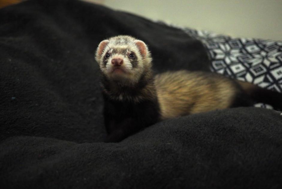 Disappearance alert Other ferret Male , 2024 years Charmont-en-Beauce France