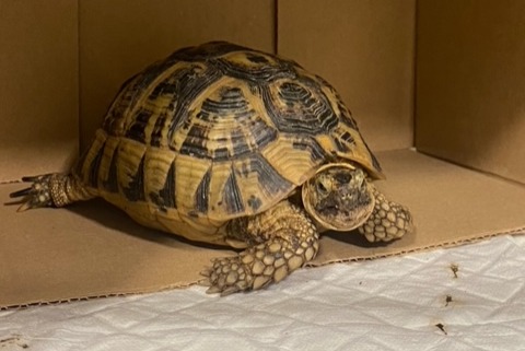 Discovery alert Tortoise Unknown Hendaye France