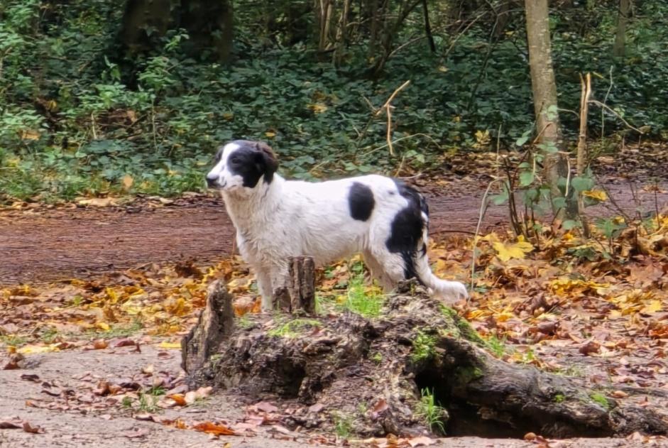 Alerta de Hallazgo Perro cruce Desconocido Vincennes Francia