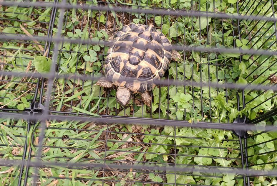 Alerta de Hallazgo Tortuga Desconocido Martigné-sur-Mayenne Francia