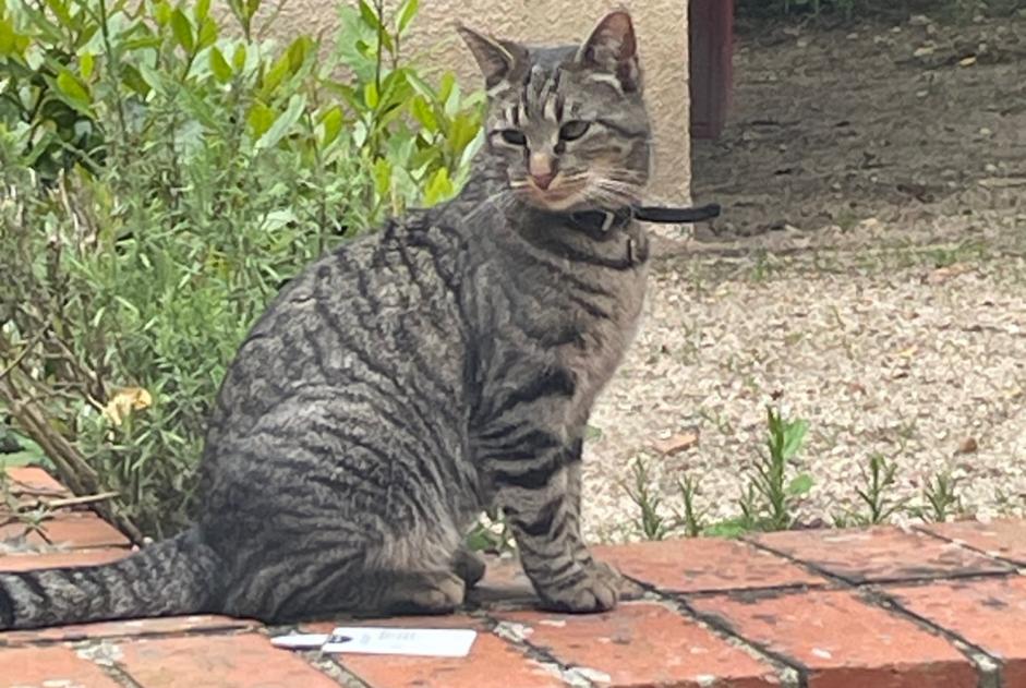 Alerte Disparition Chat croisement Femelle , 2 ans Saint-Denis-de-l'Hôtel France