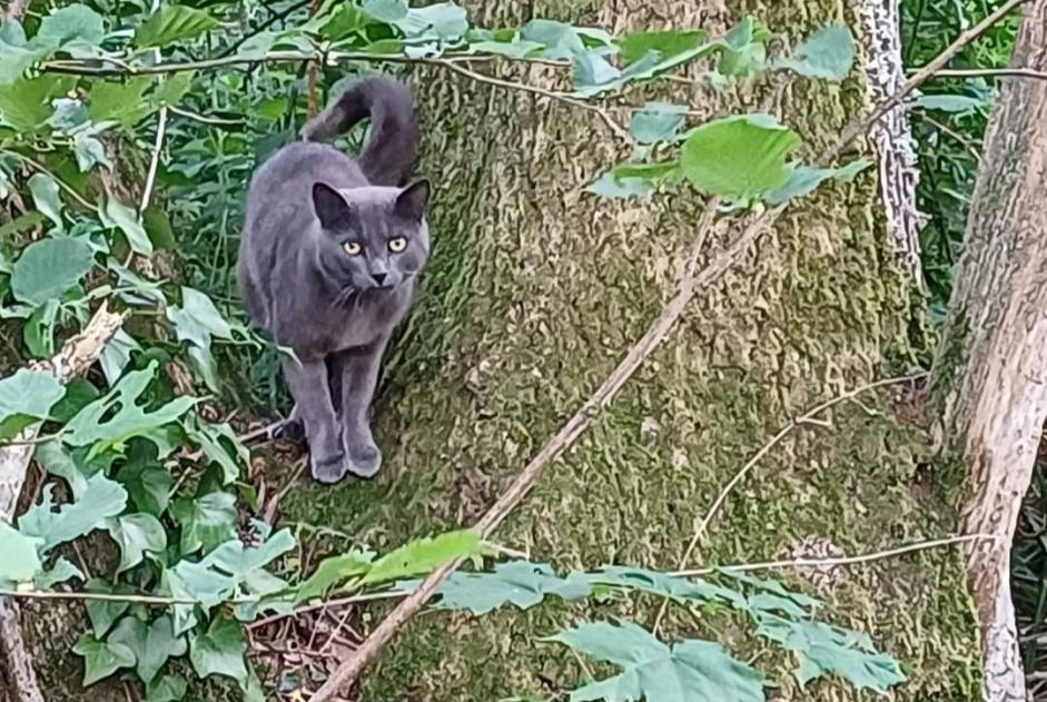 Alerte Découverte Chat  Inconnu , 2 ans Sennely France