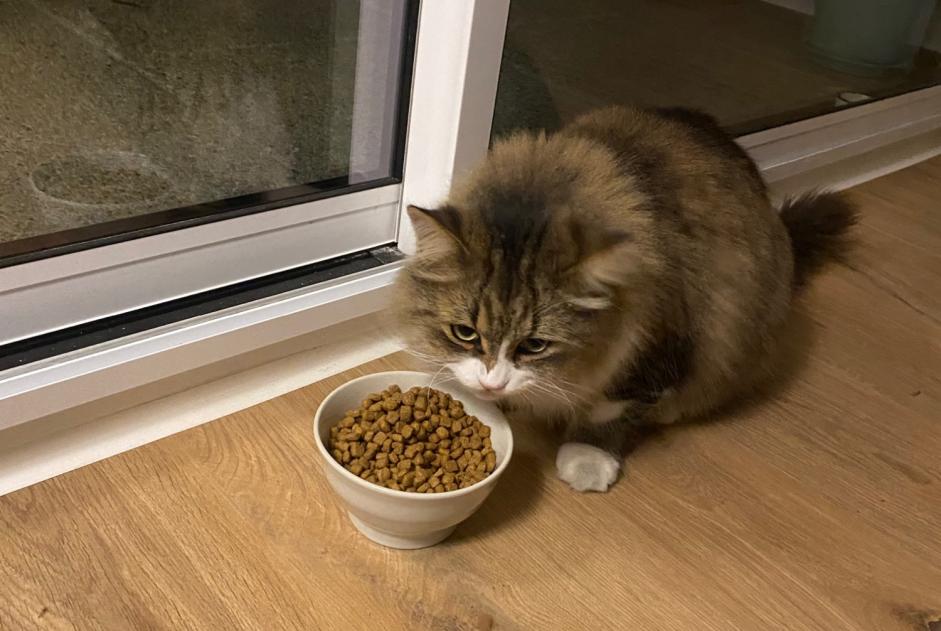 Alerte Découverte Chat Inconnu Orléans France