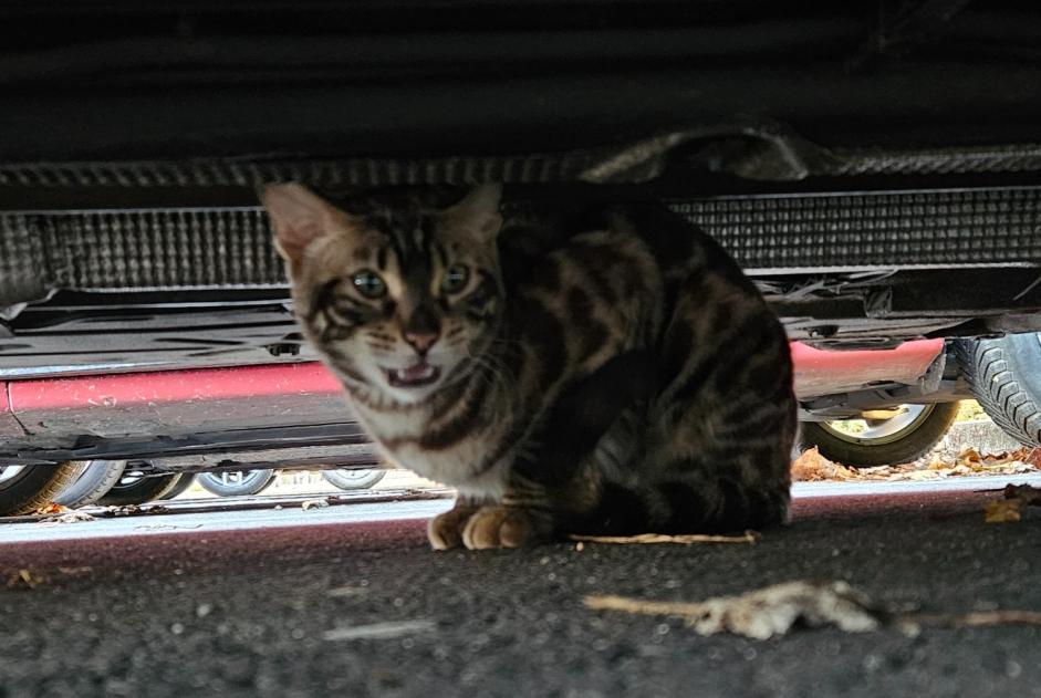 Alerte Découverte Chat Inconnu Orléans France