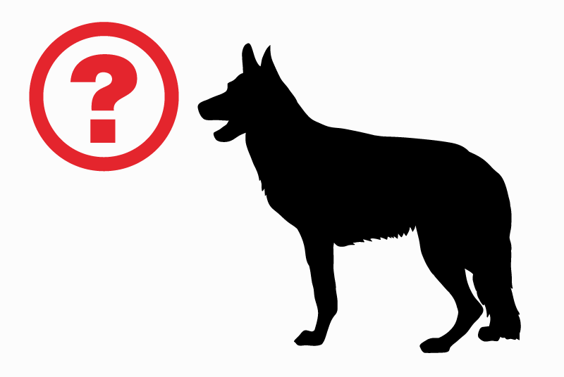 Fundmeldung Hund  Männliche , Zwischen 9 und 12 Monaten Brugheas Frankreich