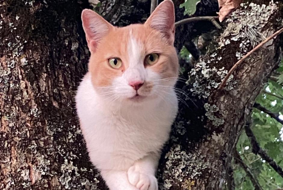 Avviso scomparsa Gatto  Maschio , 2 anni Vergt Francia