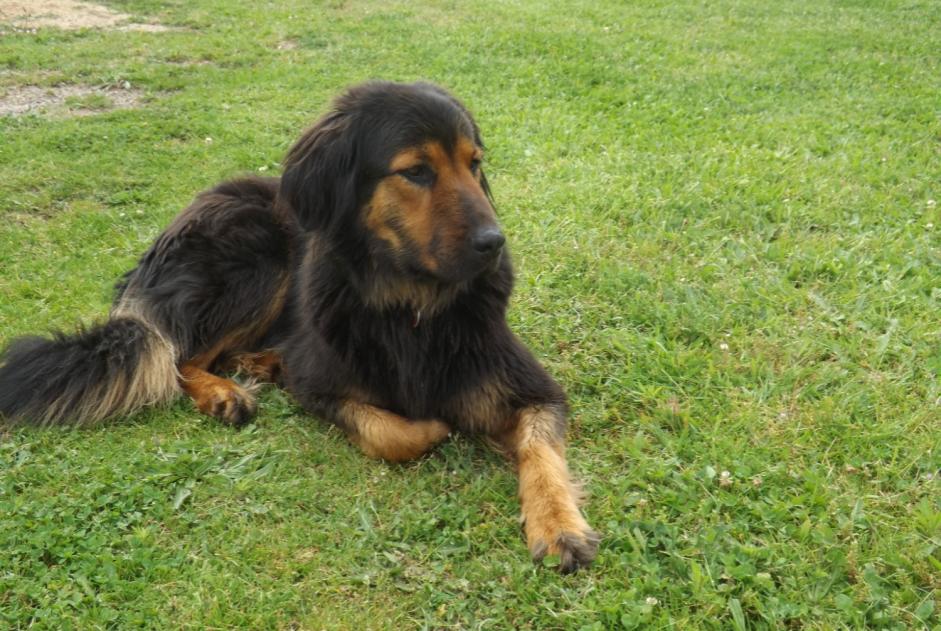 Alerta desaparecimento Cão cruzamento Macho , 8 anos Saint-Léger-la-Montagne France