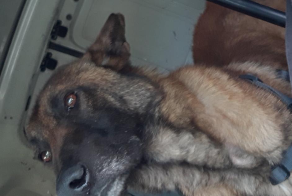 Alerta desaparecimento Cão  Macho , 3 anos Meung-sur-Loire France