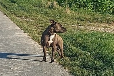 Alerta descoberta Cão  Desconhecido Houdilcourt France