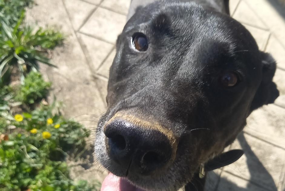 Alerta descoberta Cão Macho Boucagnères France