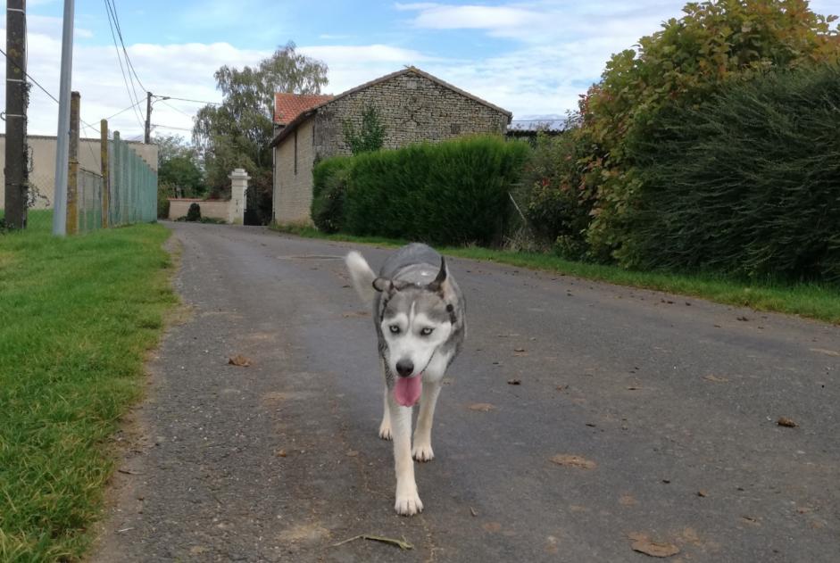 Alerta descoberta Cão cruzamento Desconhecido Sammarçolles France