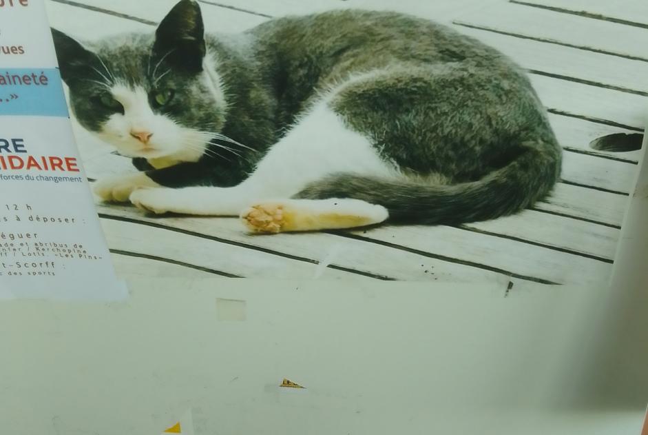 Alerta descoberta Gato Macho Cléguer France